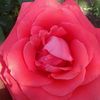 _82alenka19_