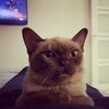 roshen_cat