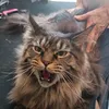 poccolianimalitorino