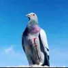 nncihg