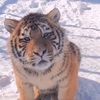 panther_zha