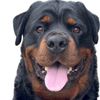 Dyce de rottweiler