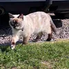 meepmoopers12