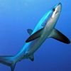 thresher9516