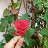 alhoma_maroc