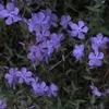 nongnanlatoi