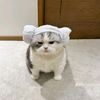 kukikika_