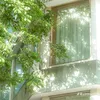 05th09_h_a_n_