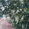 .nguyen.huong84