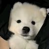 k.kim_zenky