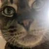 jpmjkgjtpjtvakmt0
