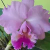 neusamaria655