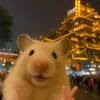 mienxinhgaiiii