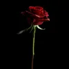 arianshah0