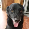 canenapule