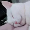sailor.meown