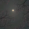 so.so._9