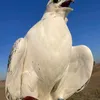 user6s8jcfj5kc