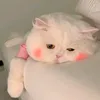 zr_ah5