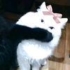 panayjepang