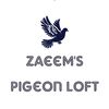 zaeem.pigeons