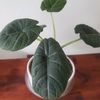 plantkingster