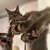 monte_the_mini_maincoon