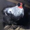 gallo_conlentes