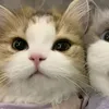 ttrinhmminhkky