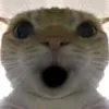 the.kingbob2000