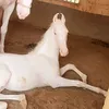 𝐆𝐑 𝐅𝐀𝐑𝐌𝐈𝐍𝐆 🐎