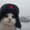 yw_ngocmy
