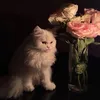 فاطمــَة