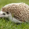 the_hedgehog07