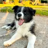 maksbordercollie