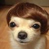 funnydogguy