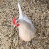 merylpeep