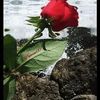 hlo.hlo5312