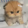 rmynnd_