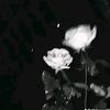 zxzx.zra_raa