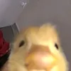 _nolyik_