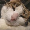 goodkittycat1
