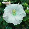 kalika_nursery