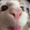 njmmn2