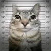 jana_mefedrone