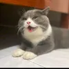 dangyew0