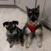 theschnauzerboys