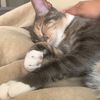 macathesoftestcat