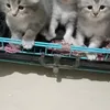 mieagam1