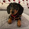 wesleythedachshund